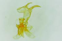 Pyroderces argyrogrammos