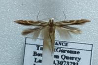 Pyroderces argyrogrammos