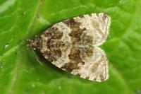 Celypha cespitana