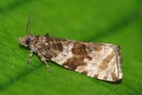Celypha cespitana
