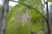 Parectopa robiniella