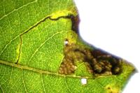 Stigmella salicis