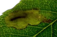Coptotriche angusticollella