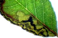 Ectoedemia angulifasciella