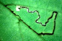 Stigmella floslactella