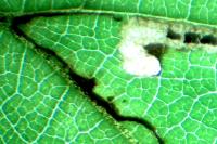 Stigmella floslactella
