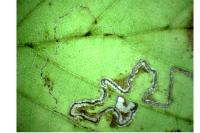 Stigmella microtheriella