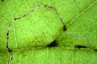 Stigmella microtheriella