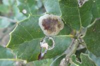 Phyllonorycter belotella