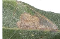 Stigmella salicis