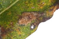 Phyllonorycter salictella