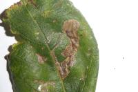 Stigmella salicis