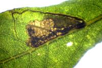 Stigmella salicis