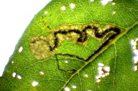 Stigmella salicis