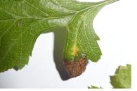 Phyllonorycter oxyacanthae