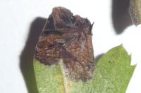 Phyllonorycter oxyacanthae