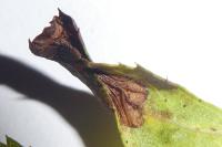 Phyllonorycter oxyacanthae