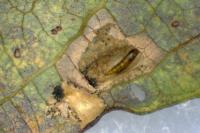 Phyllonorycter salictella