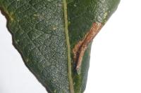 Phyllonorycter salictella