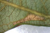 Phyllonorycter salictella
