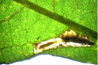 Phyllonorycter salictella