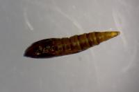 Phyllonorycter salictella