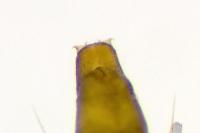 Phyllonorycter salictella