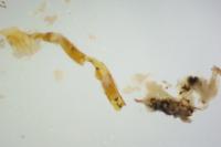 Caloptilia elongella