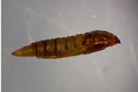 Phyllonorycter salictella