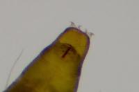 Phyllonorycter salictella