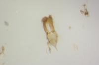 Calybites phasianipennella