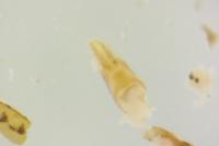 Caloptilia elongella