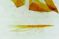 Nemophora