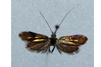 Nemophora