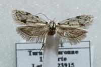 Symmoca signatella