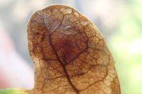 Tischeria decidua