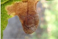 Tischeria decidua