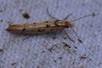 Ypsolopha ustella