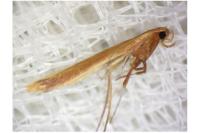 Caloptilia elongella