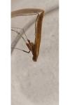 Caloptilia elongella