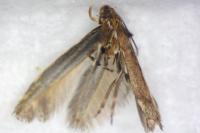 Calybites phasianipennella