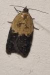 Acleris variegana