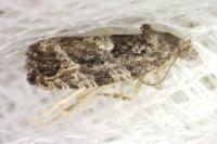 Eudemis profundana