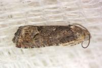 Cydia splendana