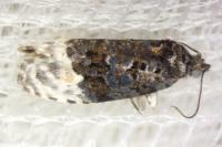 Apotomis betuletana