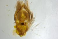 Apotomis betuletana