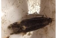 Dichomeris alacella