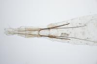 Exoteleia dodecella