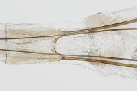 Exoteleia dodecella