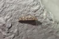 Scrobipalpa ocellatella